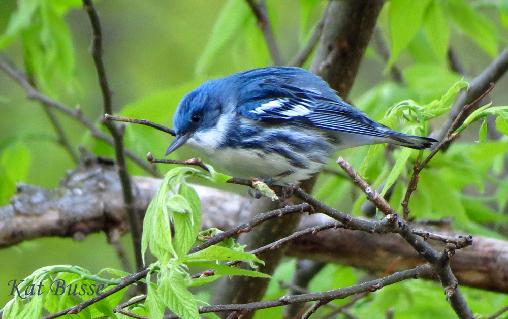 Cerulean Warbler photo by Kat Busse